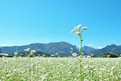 そばの花