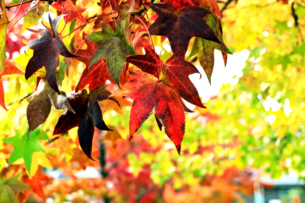 紅葉 グラデーション