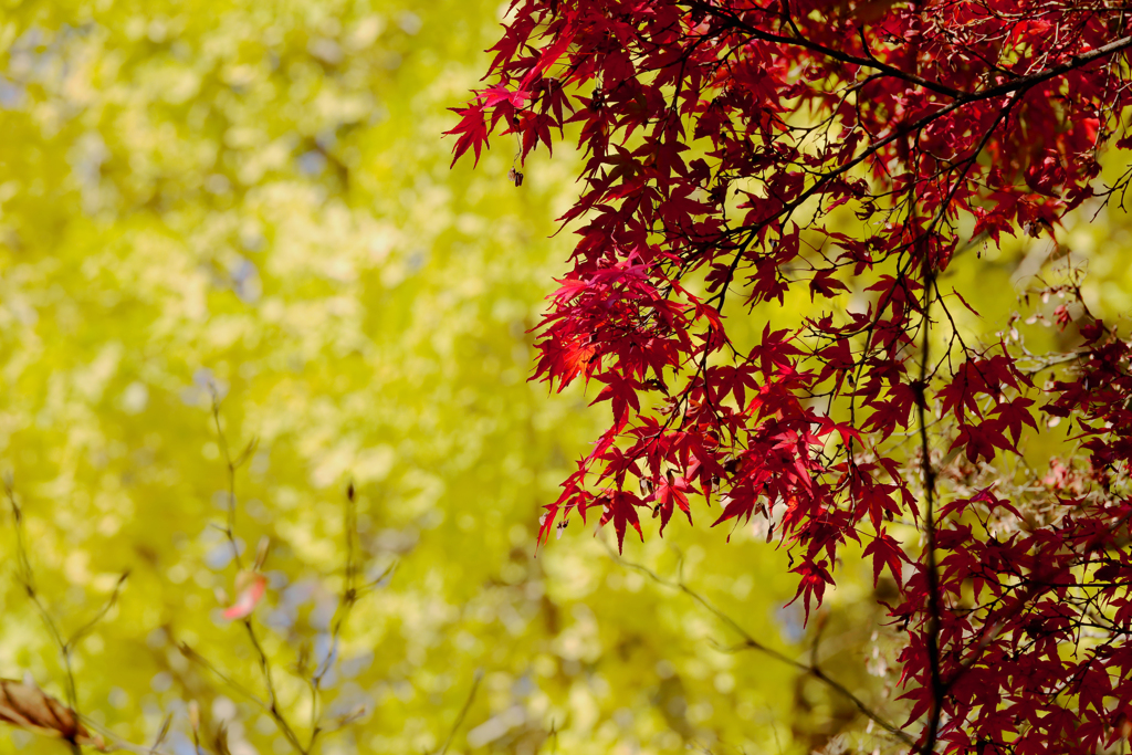 紅葉１