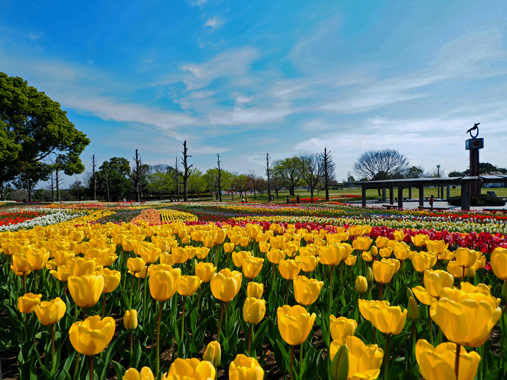 Tulips 2