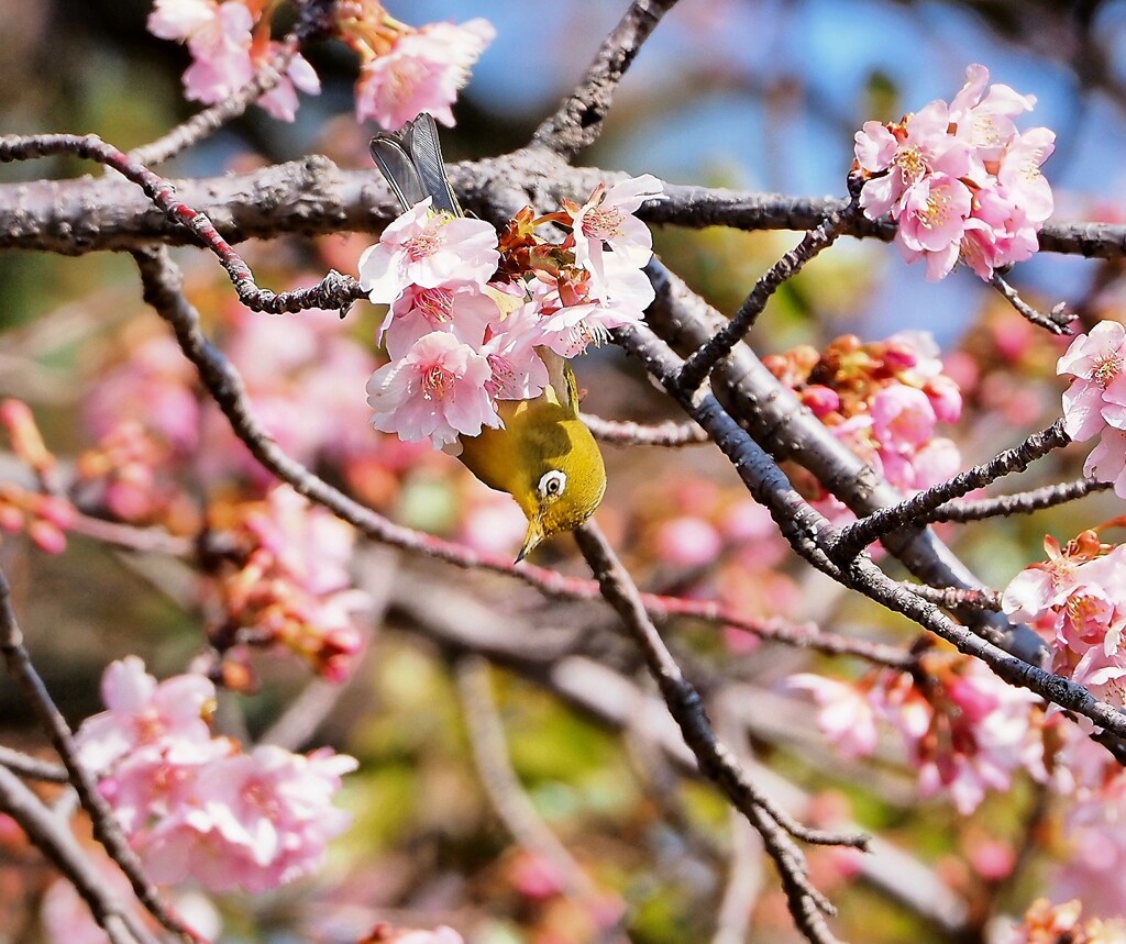 桜を纏う   メジロ  河津桜