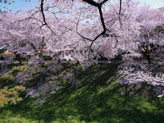 御堀と桜 3