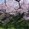 御堀と桜 3