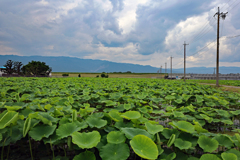 蓮田 現世か浄土か？