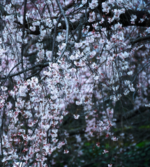 しだれ桜