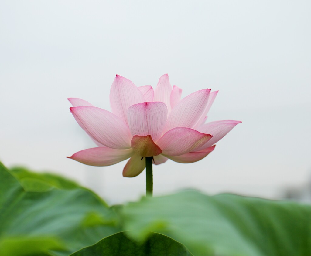 花蓮 静かに咲く