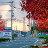 街路樹色ずく