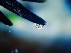 花手水舎　龍の雫