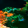 夏紅葉