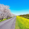 木曽長良背割堤　桜と菜の花