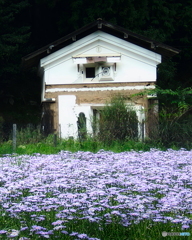 北山友禅菊②　朽ち果てる