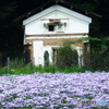北山友禅菊②　朽ち果てる