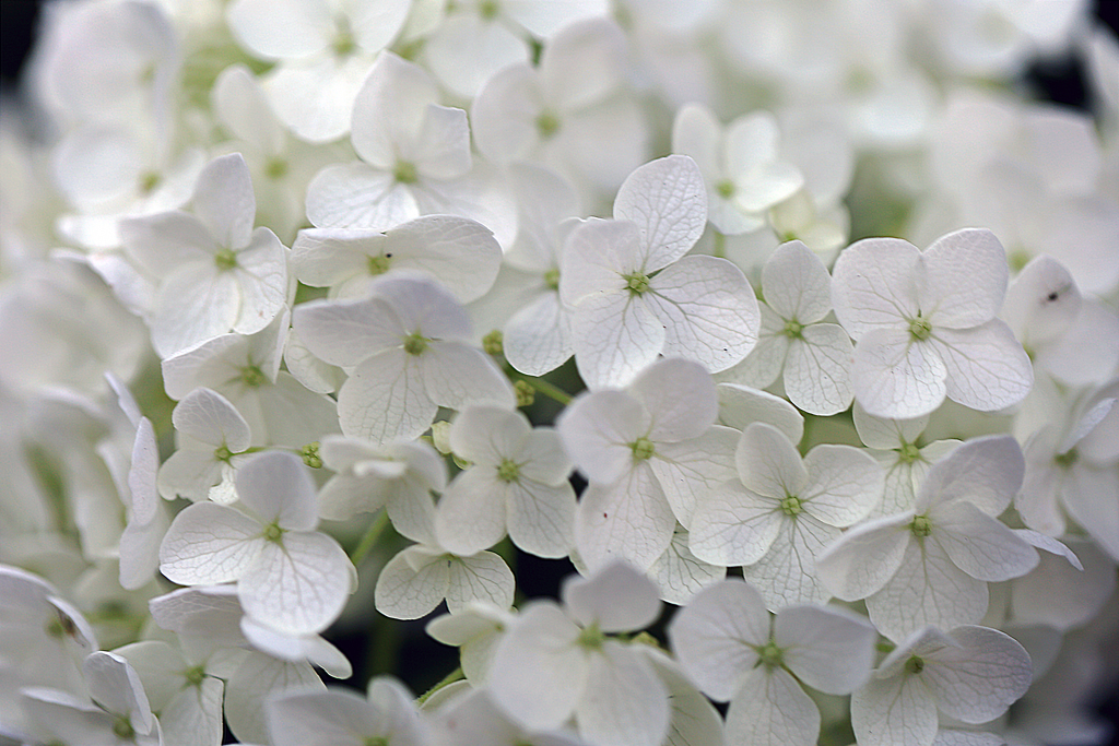 白い紫陽花