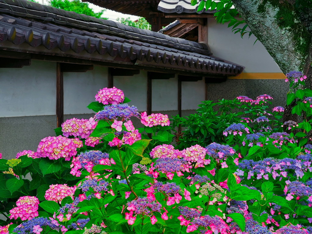 性海寺 紫陽花