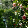 薔薇