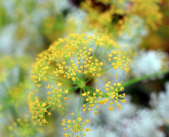 花火２