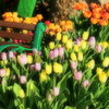 Bench and tulip