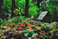 夏の木陰 花が咲く