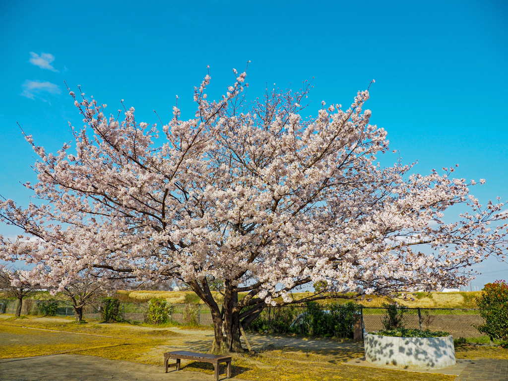 名もなき公園の桜