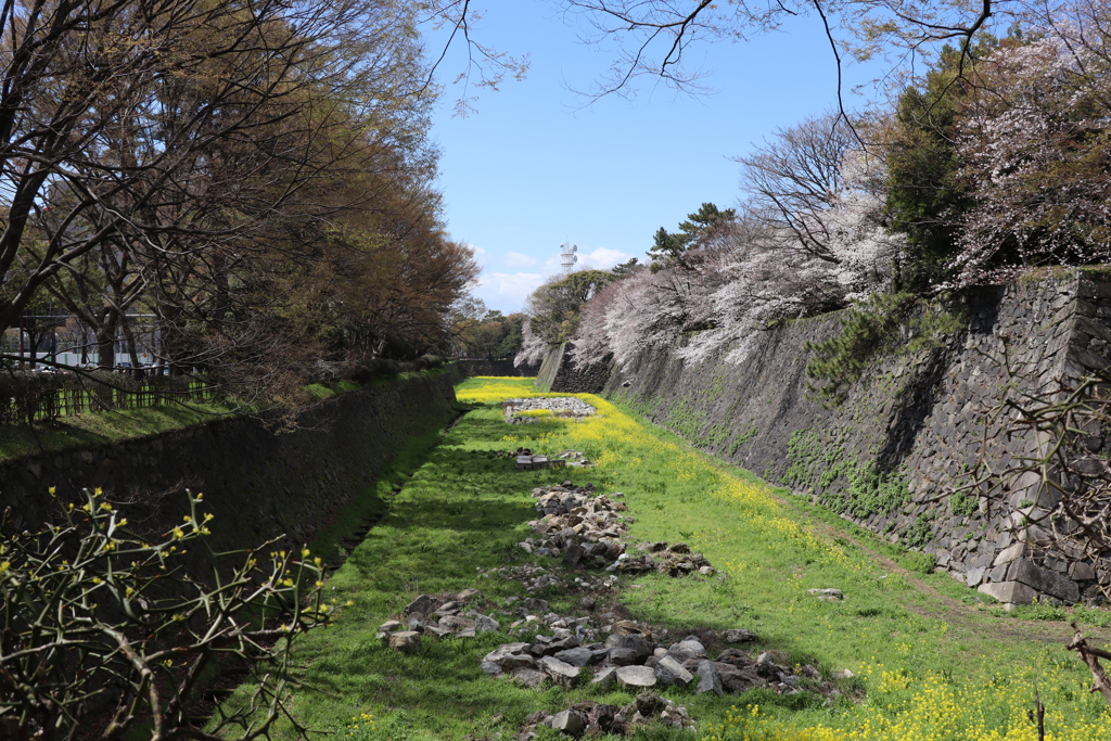 堀の桜１