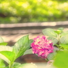 あじさい