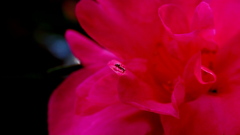 アリと山茶花