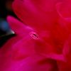 アリと山茶花