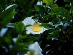 山茶花白