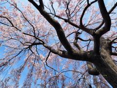 桜の下で