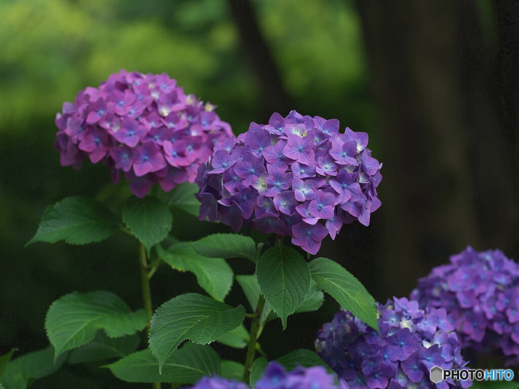 あじさい