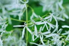 ナンジャモンジャノ木の花