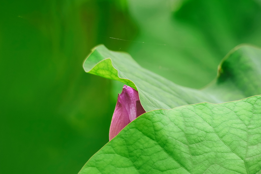 未開敷蓮華