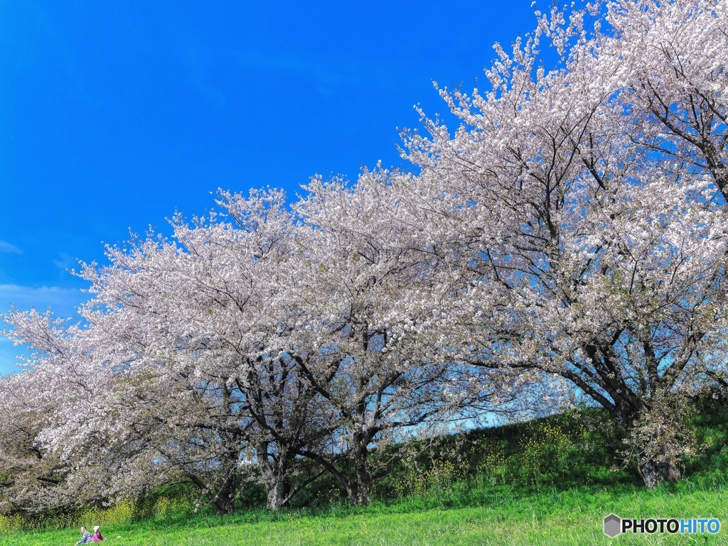 花見する二人