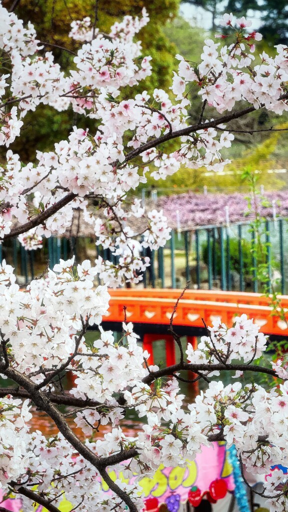 天王川公園　桜祭りの頃