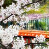 天王川公園　桜祭りの頃