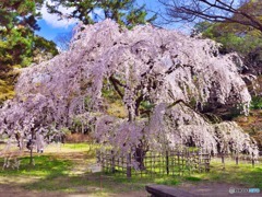京都御苑　近衛邸跡の糸桜　