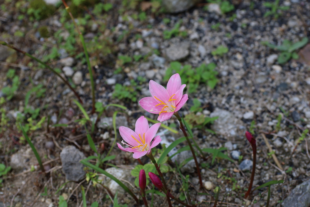路地の花