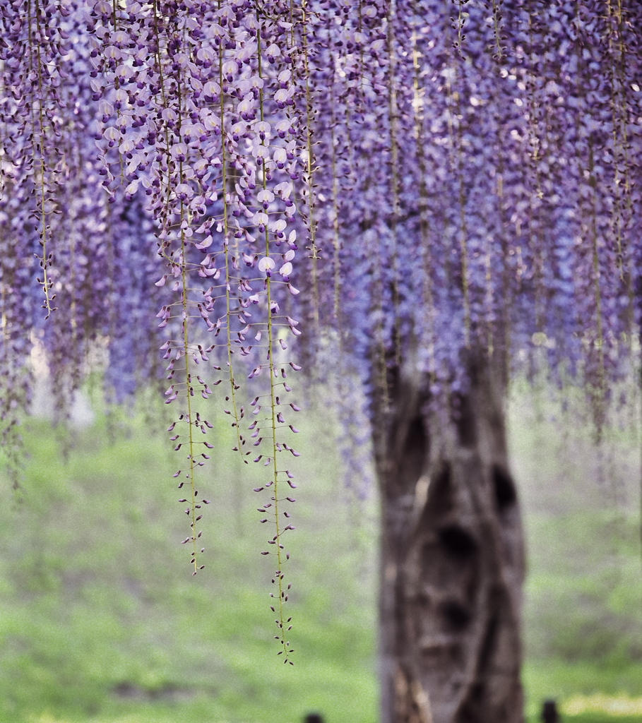 藤の叫び