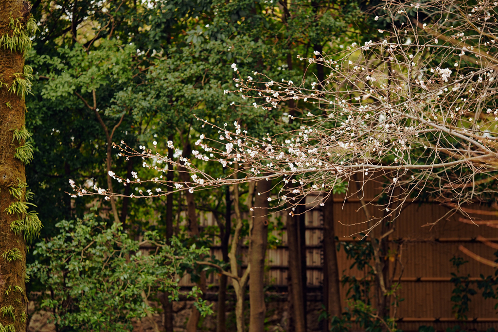 子福桜