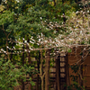 子福桜