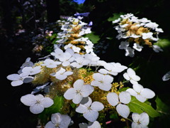 スノークイーン  一重柏葉紫陽花