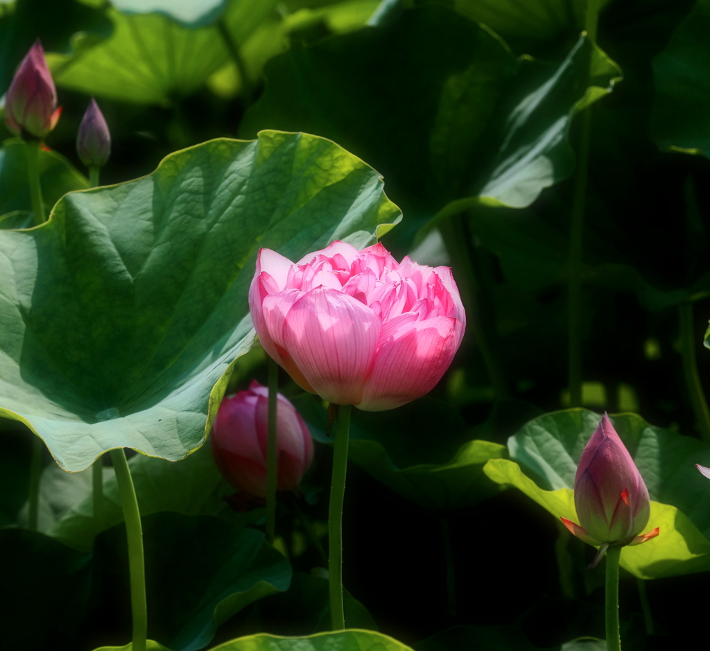蓮花