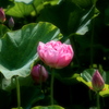 蓮花