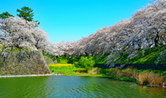 御堀と桜