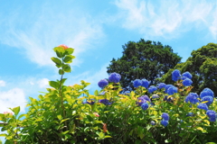 青空と紫陽花