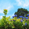 青空と紫陽花