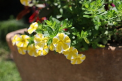 黄色い小さい花