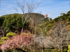 神苑の春、日の下に
