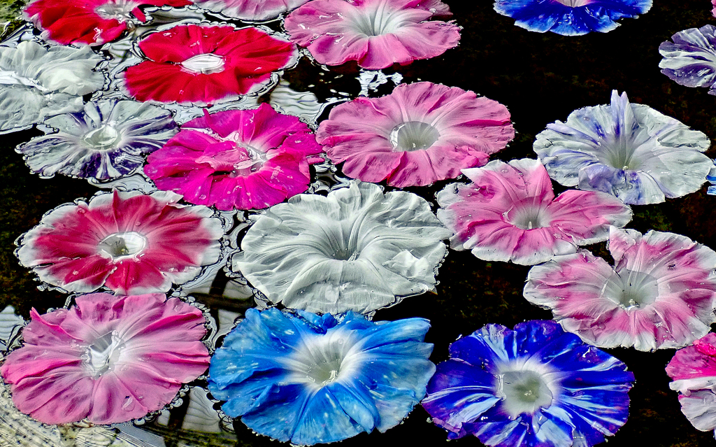 朝顔