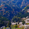里山の桜２